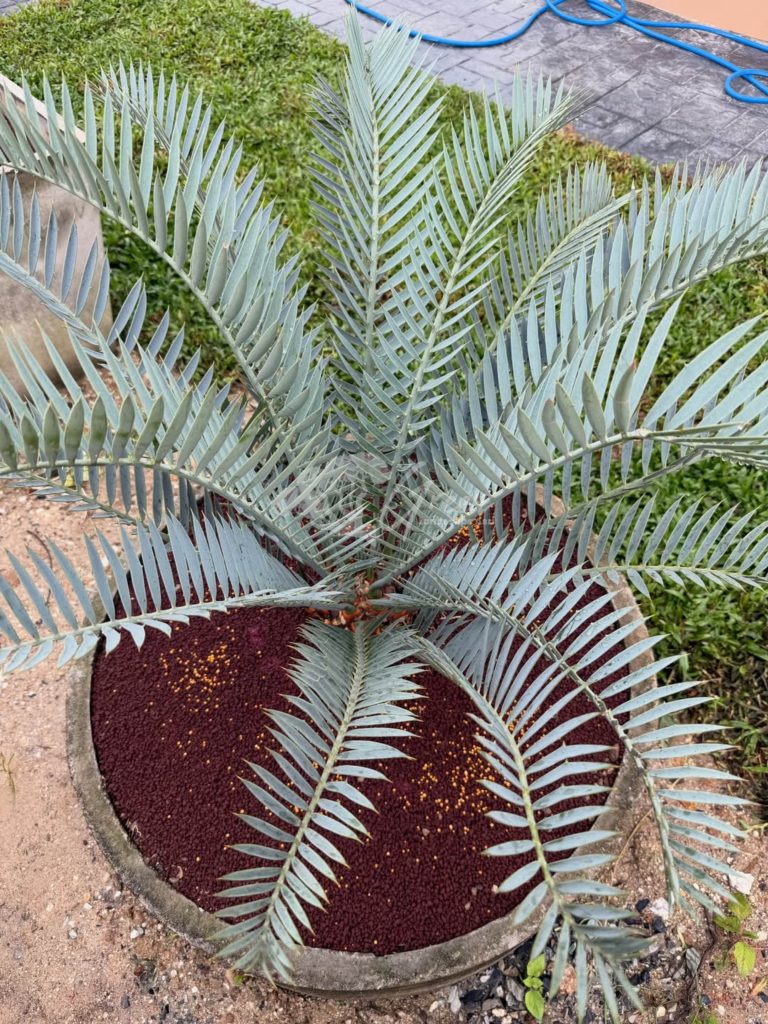 Jual Encephalartos