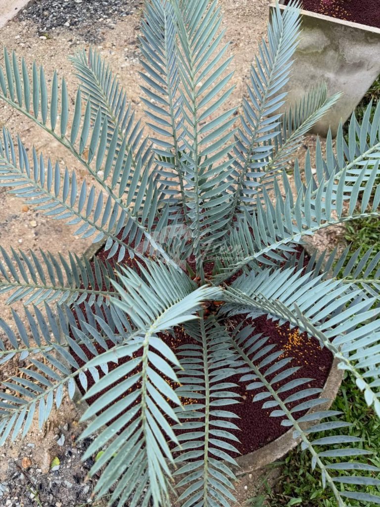 Jual Encephalartos