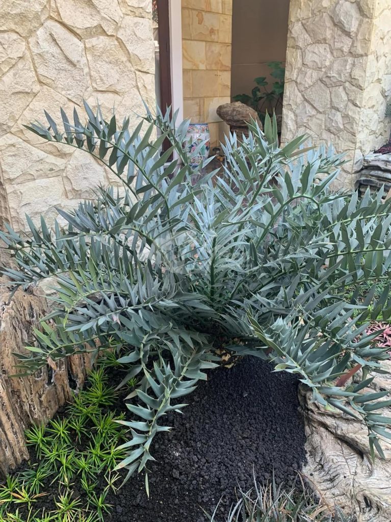 Jual Encephalartos