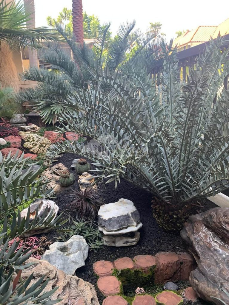 Jual Encephalartos