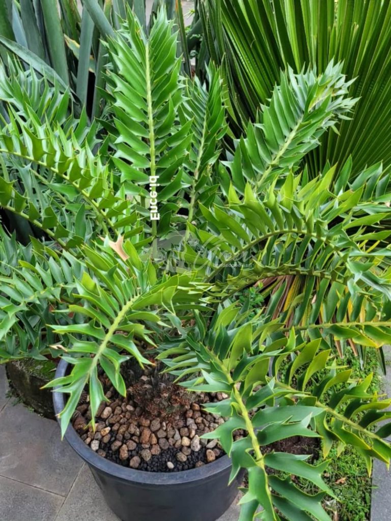 Jual Encephalartos