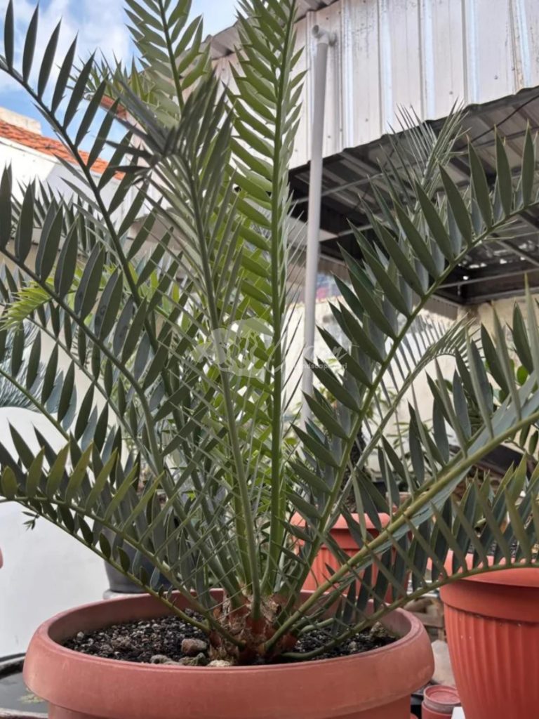 Jual Encephalartos