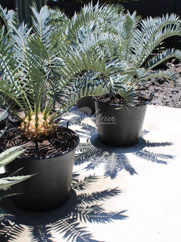 Jual Encephalartos