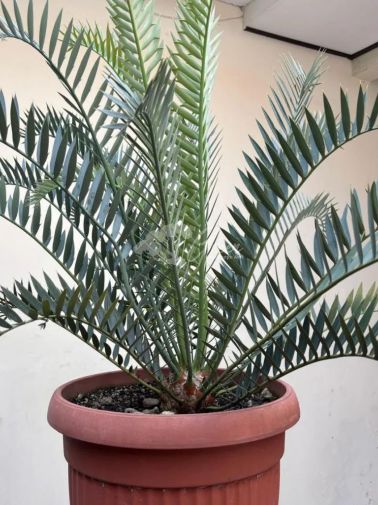 Jual Encephalartos