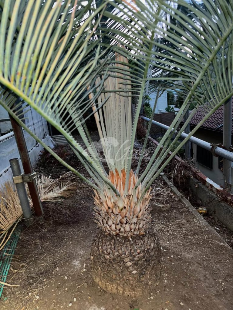 Jual Encephalartos