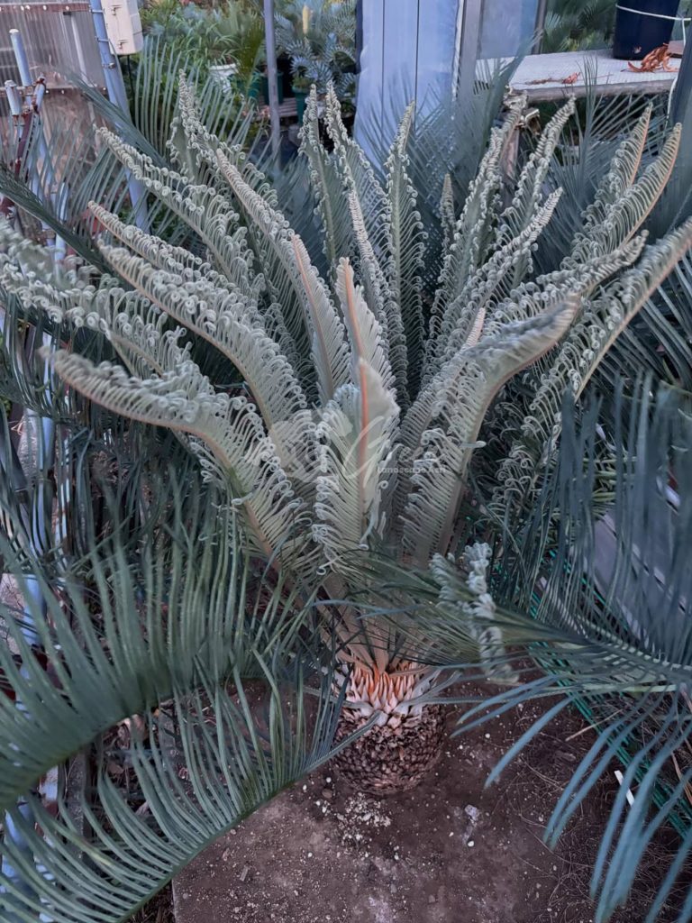 Jual Encephalartos