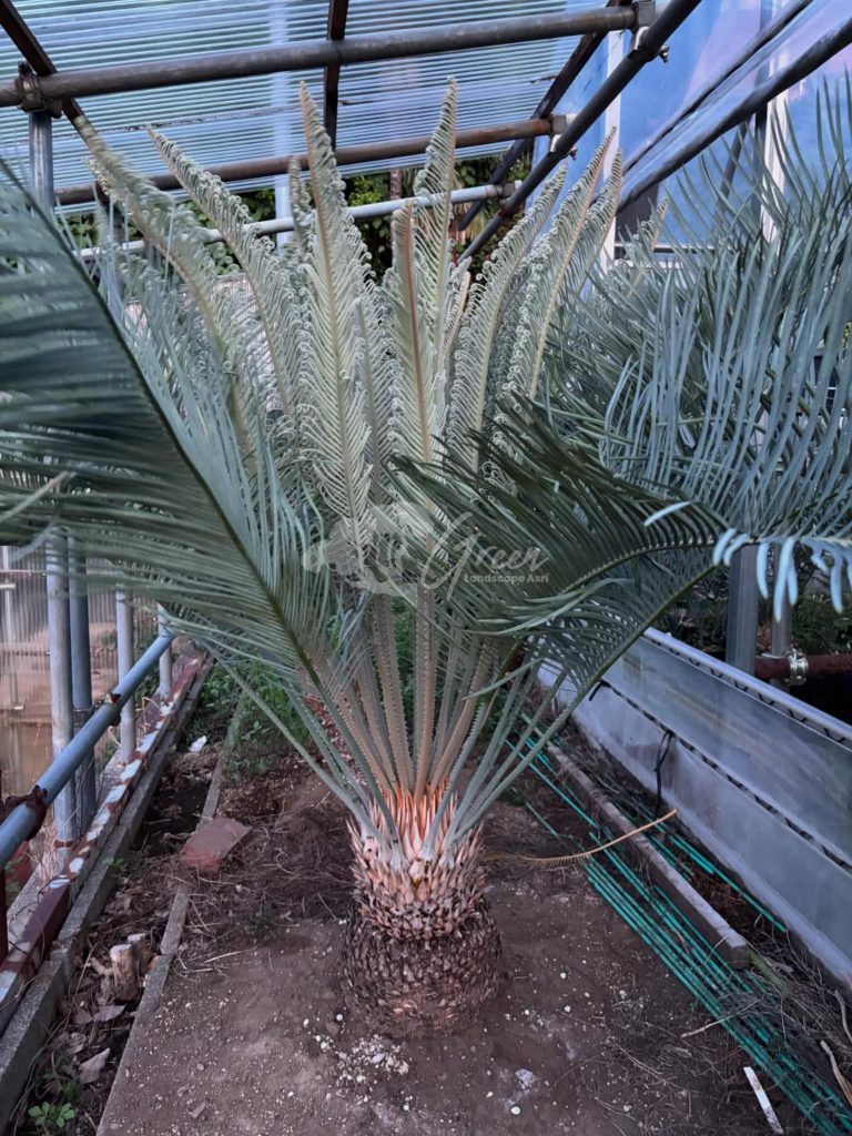 Jual Encephalartos