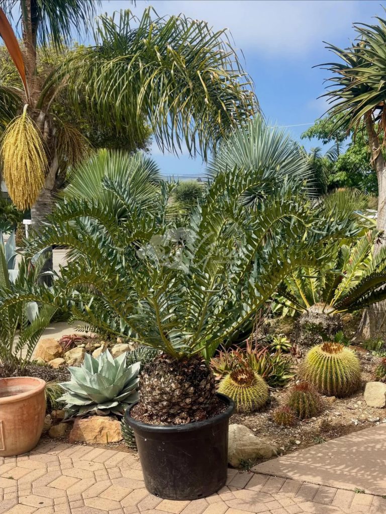 Jual Encephalartos