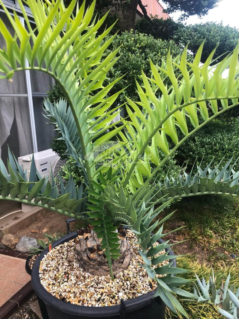 Jual Encephalartos