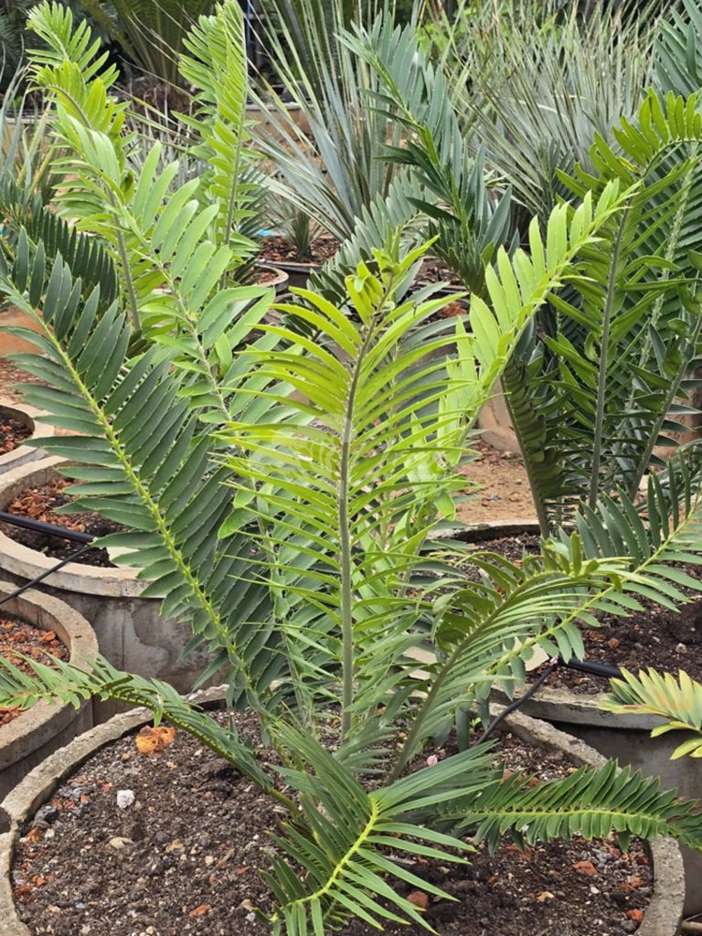 Jual Encephalartos