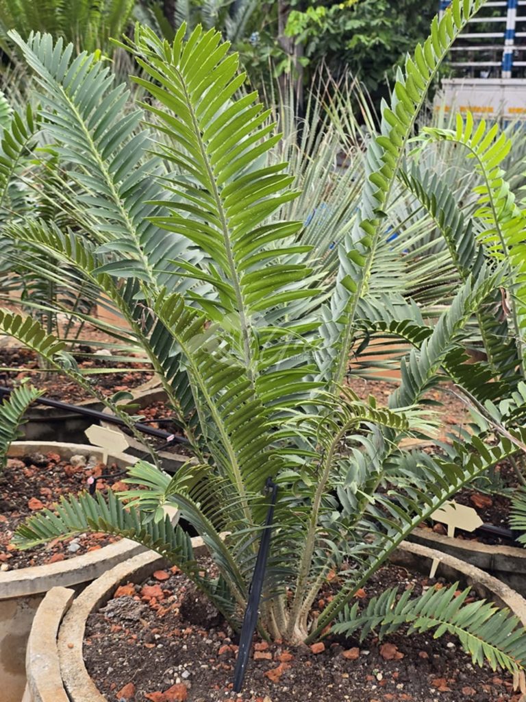 Jual Encephalartos