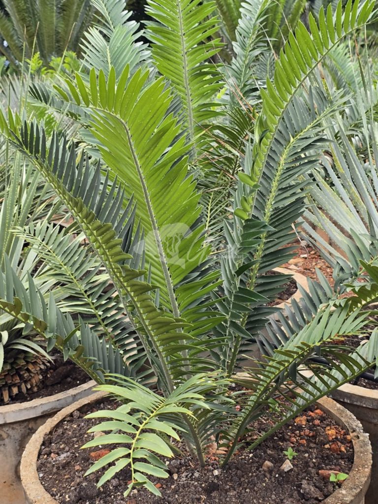Jual Encephalartos