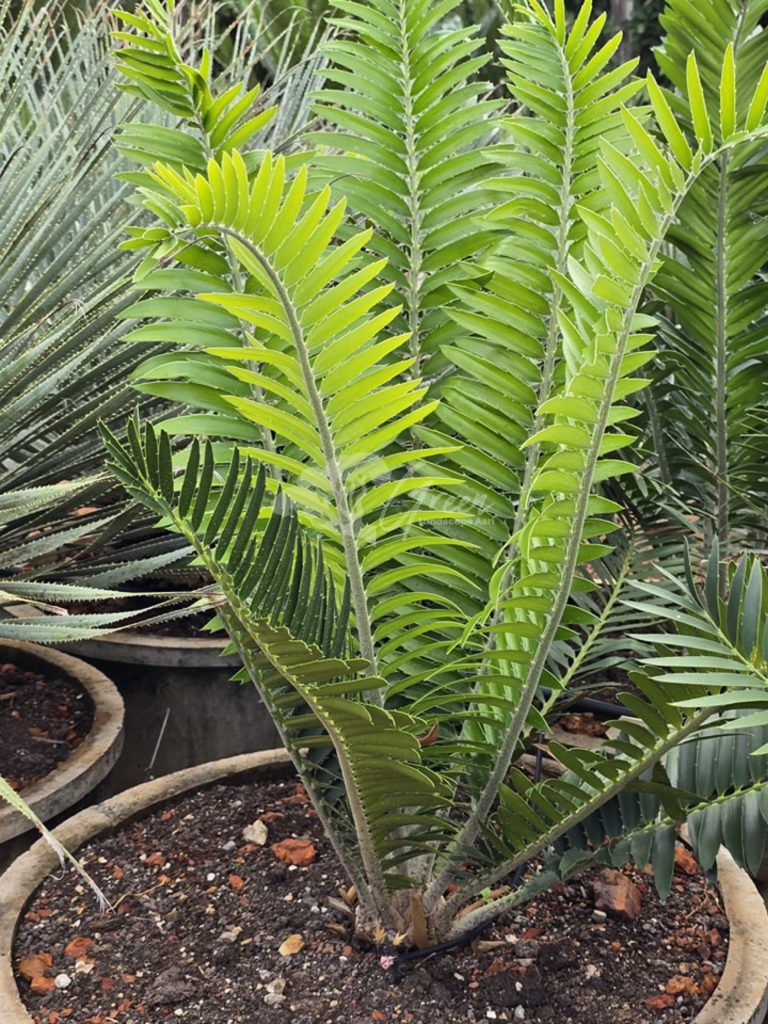 Jual Encephalartos