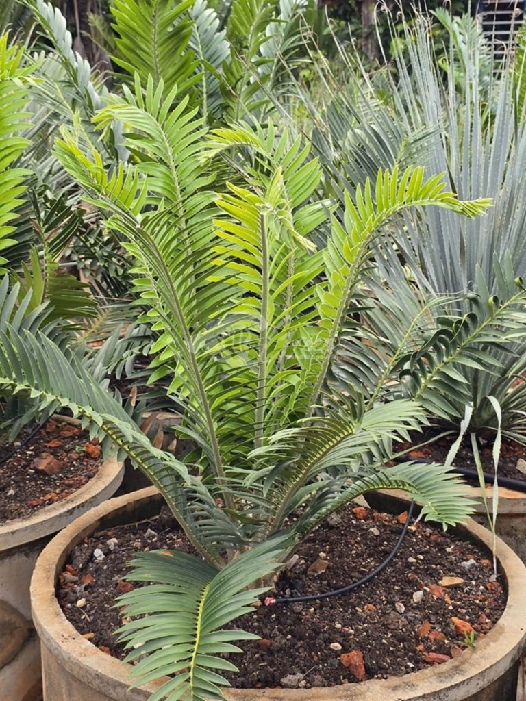 Jual Encephalartos