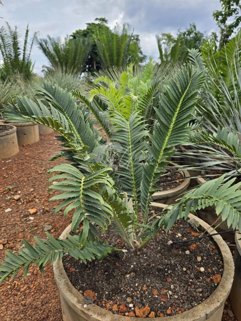 Jual Encephalartos