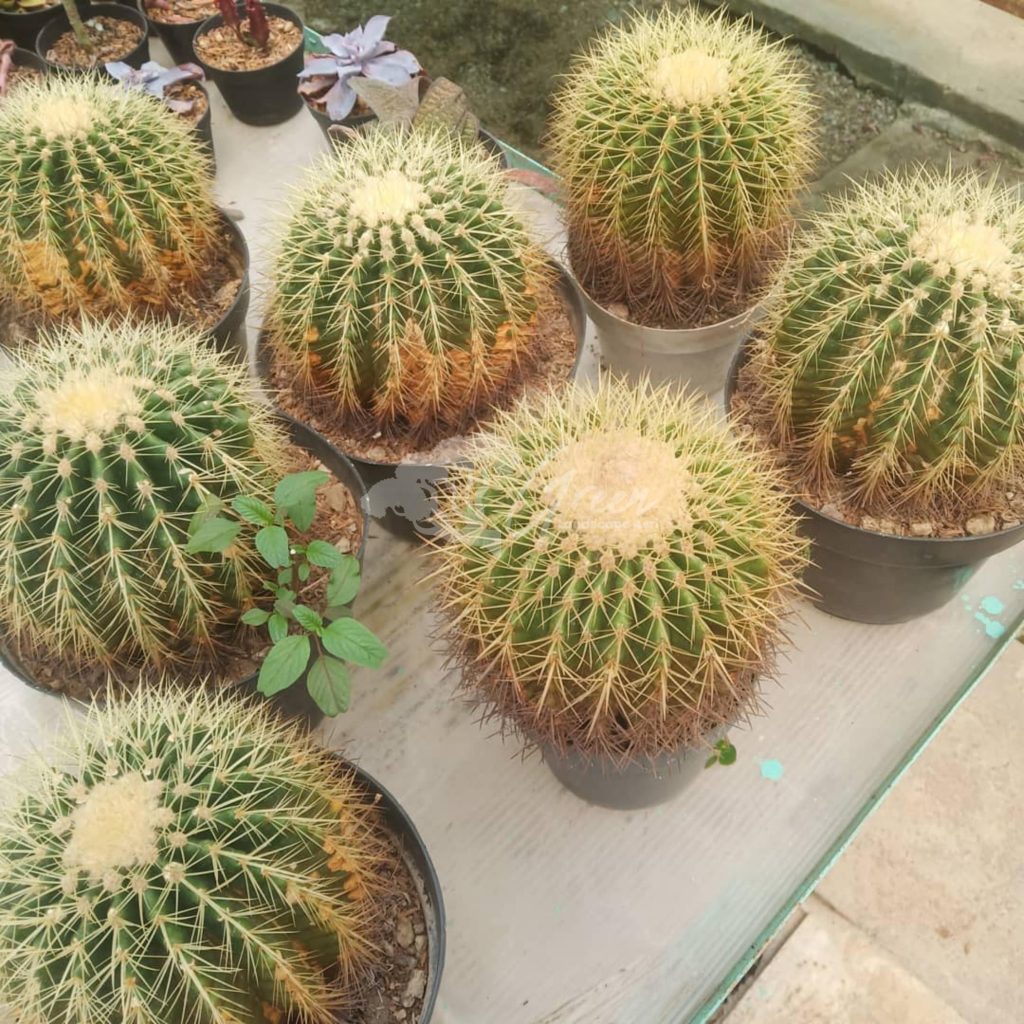 Jual Kaktus Golden Barrel
