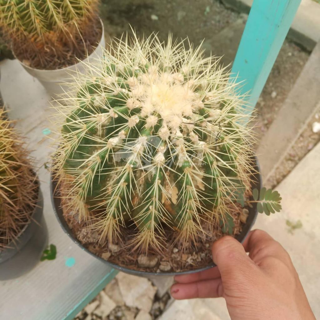 Jual Kaktus Golden Barrel