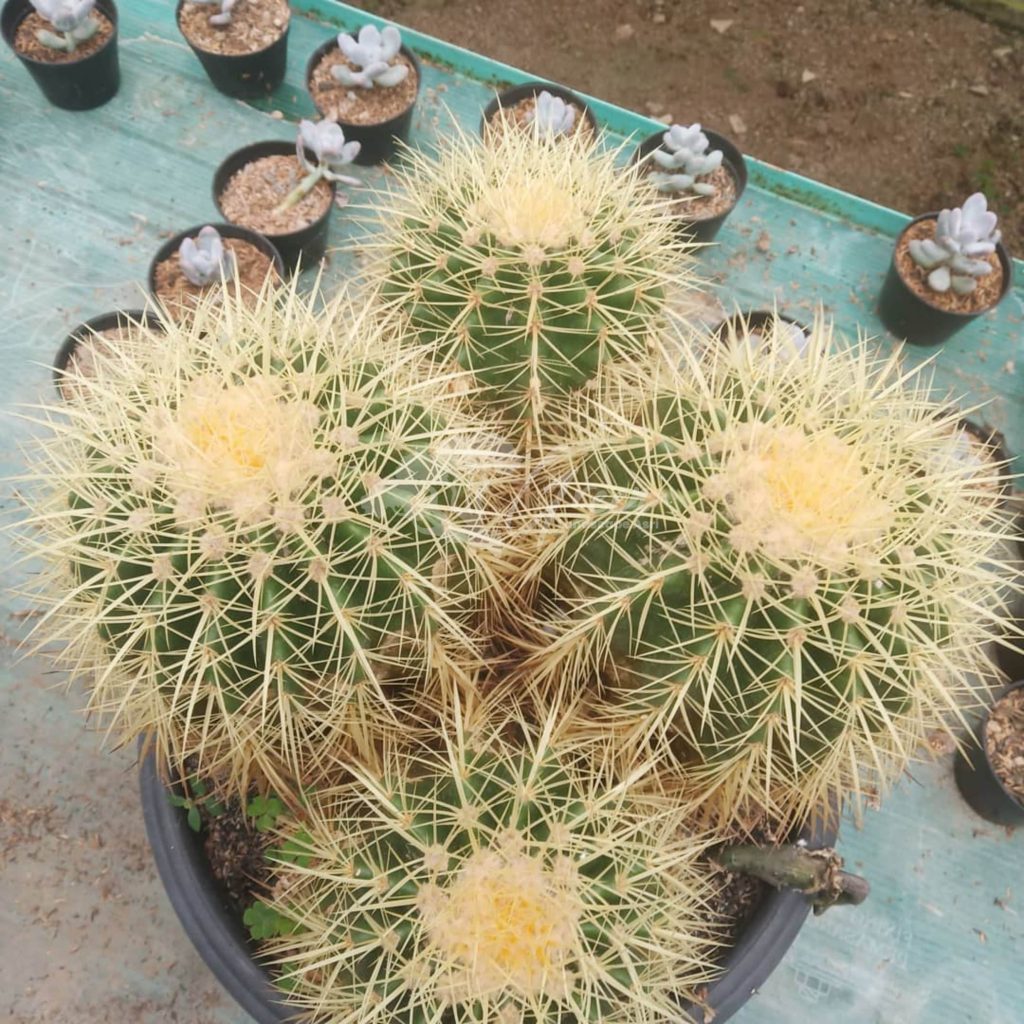 Jual Kaktus Golden Barrel
