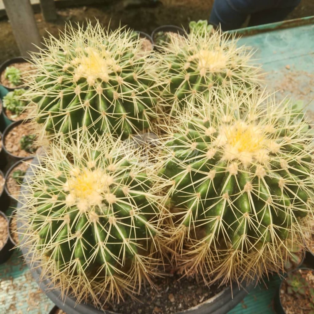 Jual Kaktus Golden Barrel