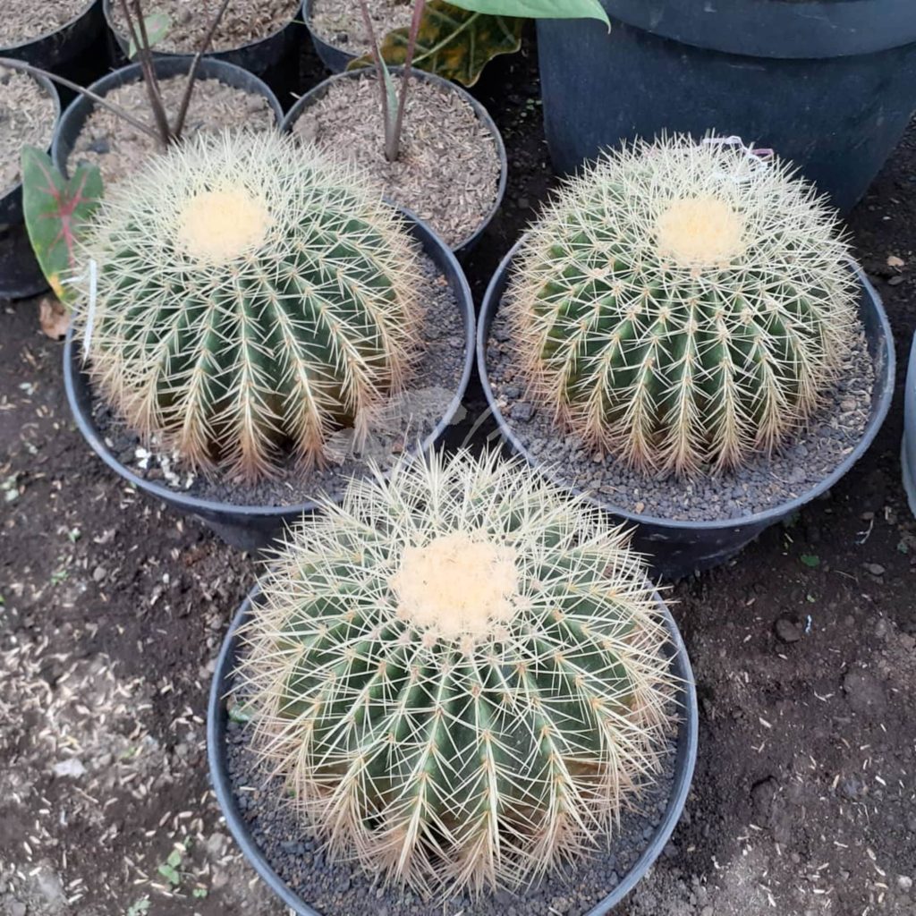 Jual Kaktus Golden Barrel