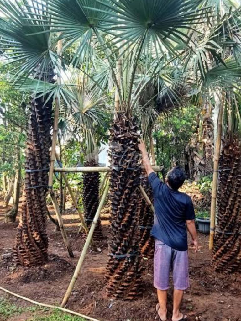 Jual Palem Bajul