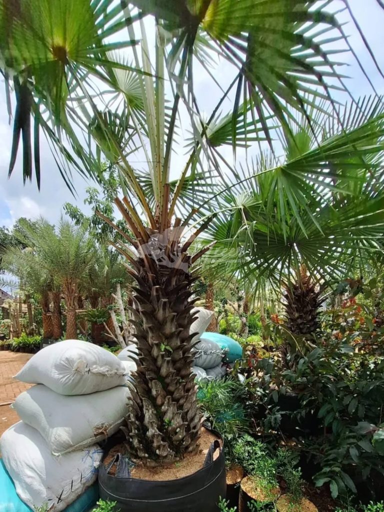 Jual Palem Bajul