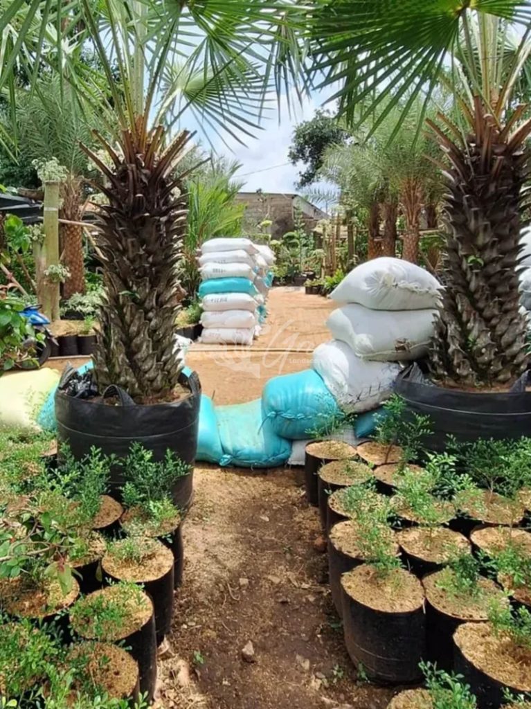 Jual Palem Bajul