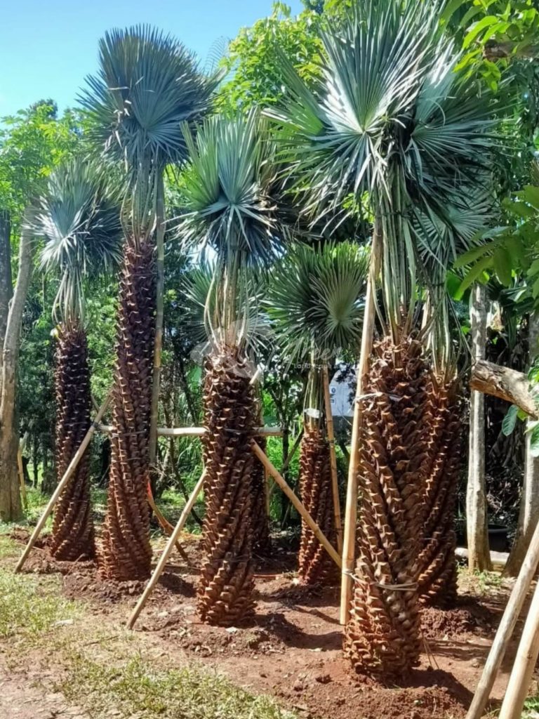 Jual Palem Bajul