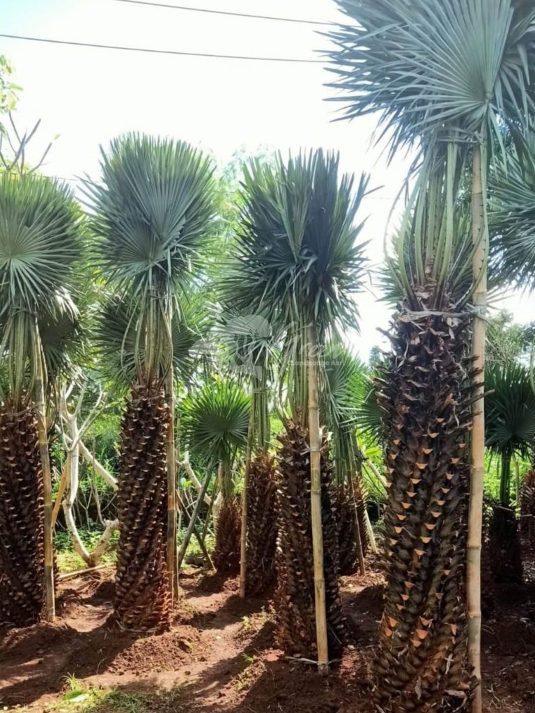 Jual Palem Bajul
