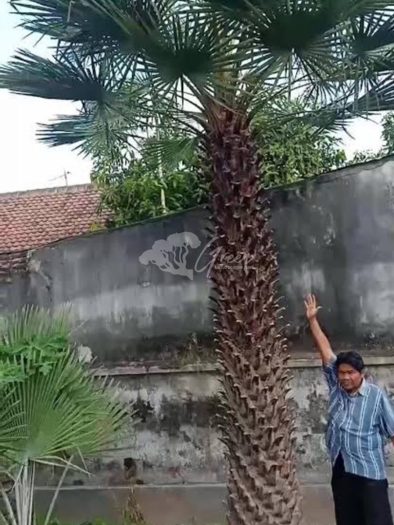 Jual Palem Bajul