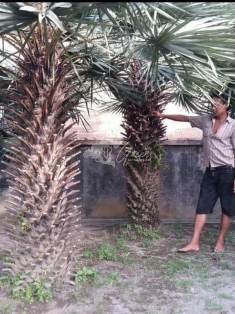 Jual Palem Bajul