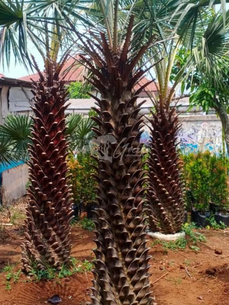Jual Palem Bajul