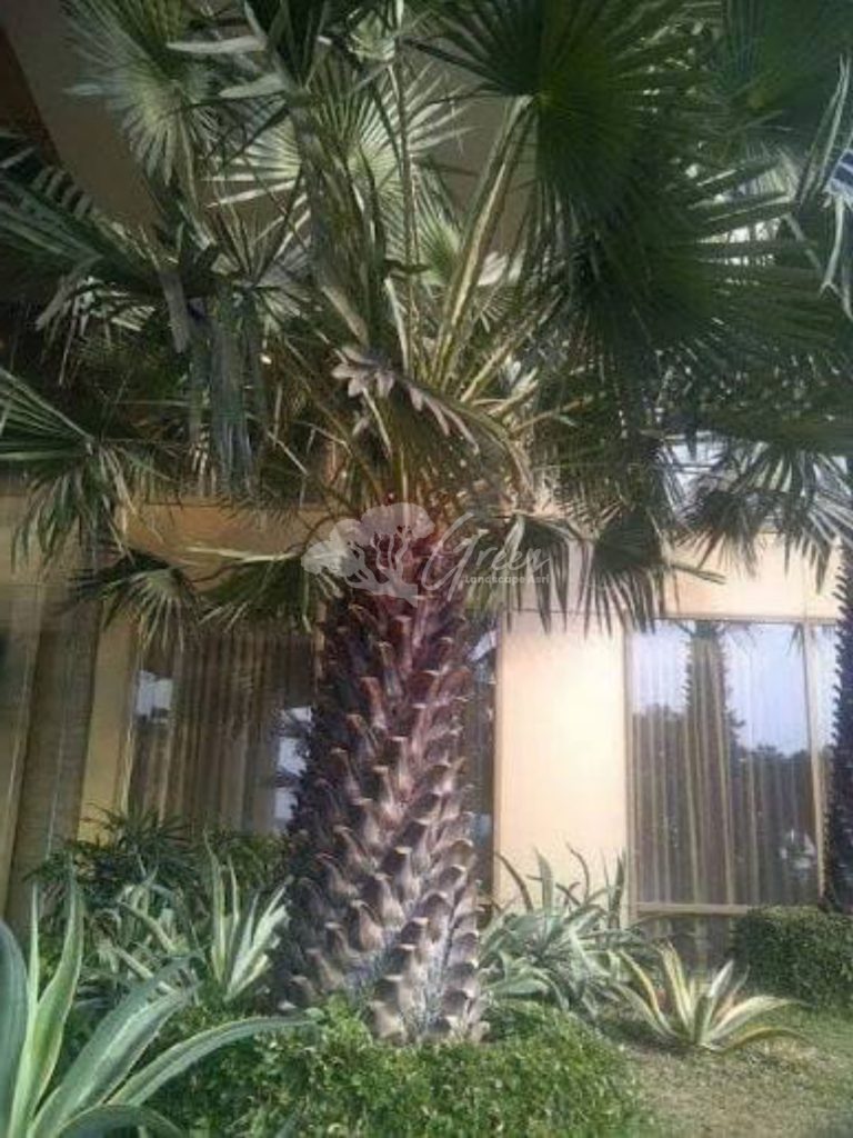 Jual Palem Bajul