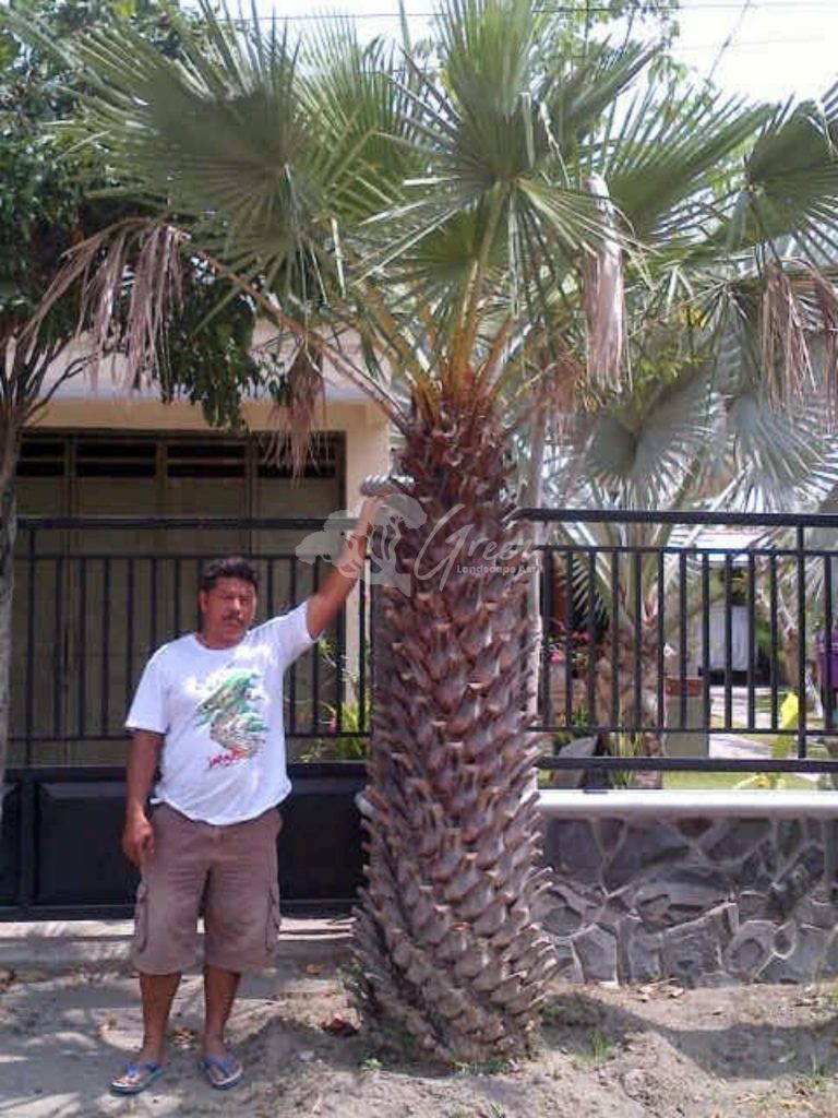 Jual Palem Bajul
