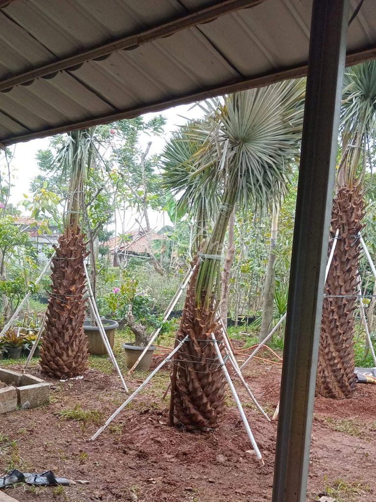 Jual Palem Bajul