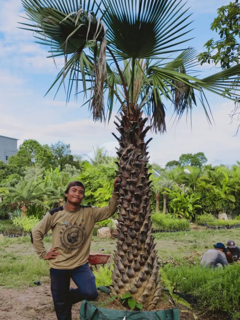 Jual Palem Bajul