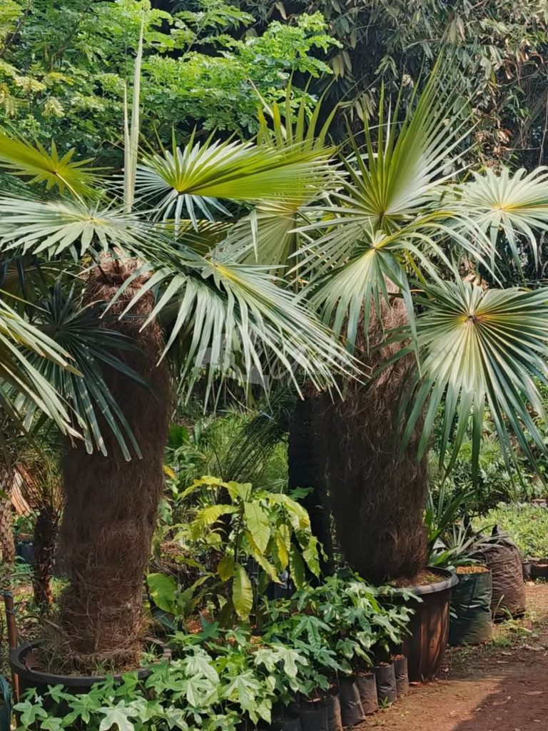 Jual Palem Jenggot