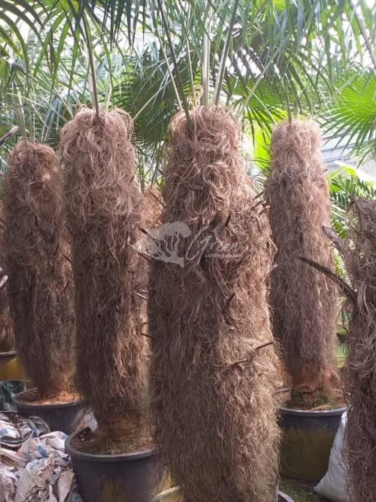 Jual Palem Jenggot