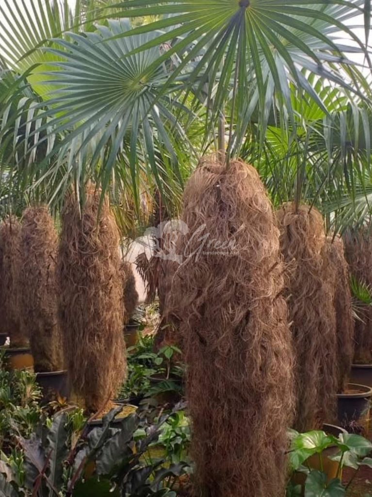 Jual Palem Jenggot