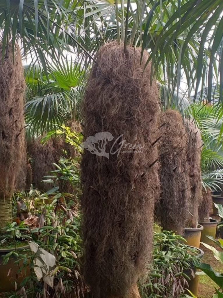 Jual Palem Jenggot