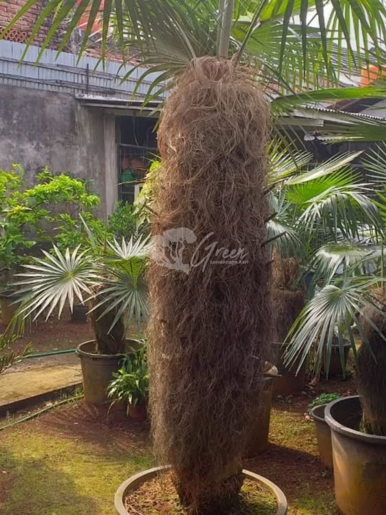 Jual Palem Jenggot