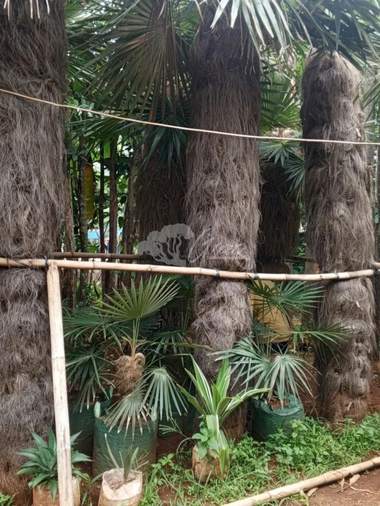 Jual Palem Jenggot