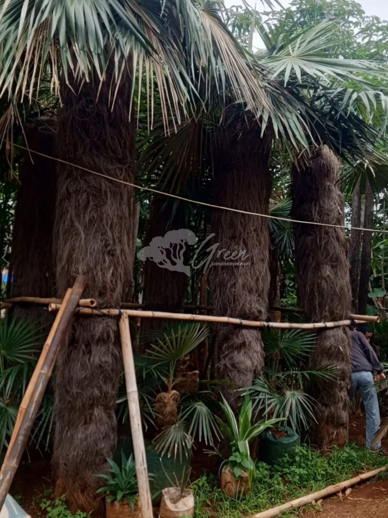 Jual Palem Jenggot
