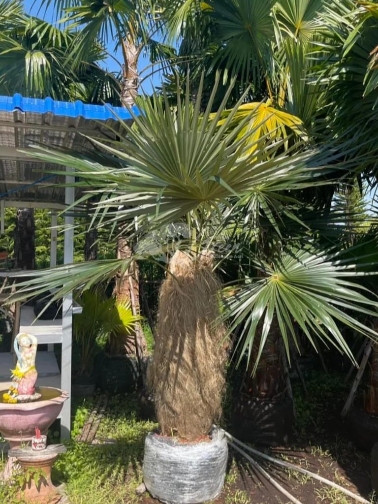 Jual Palem Jenggot