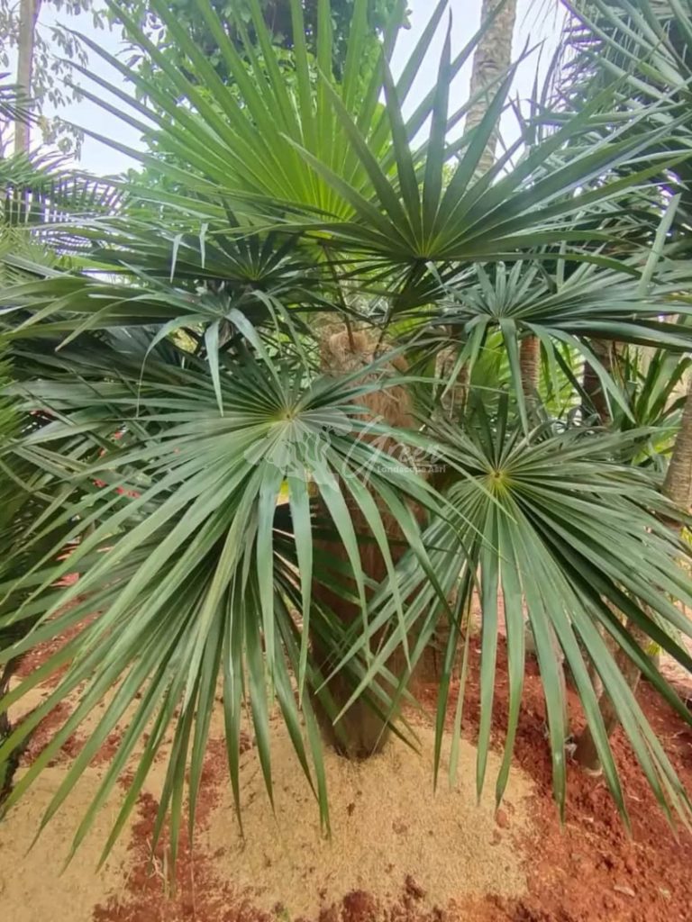 Jual Palem Jenggot