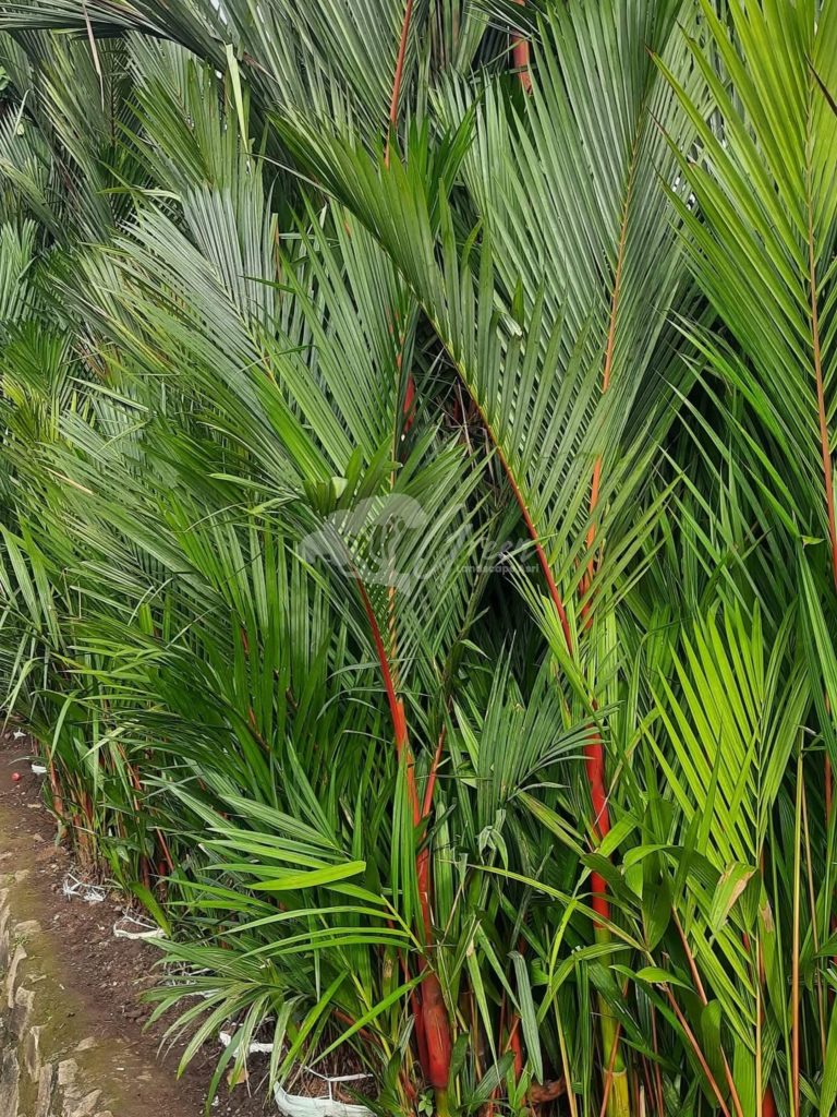 Jual Palem Merah