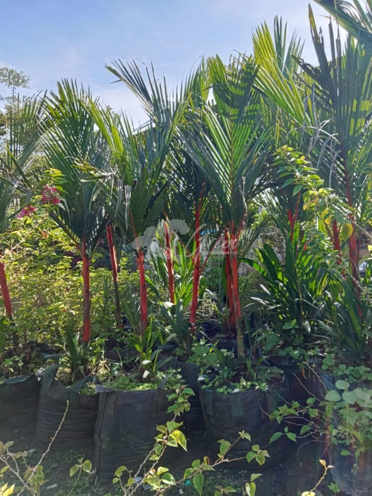 Jual Palem Merah