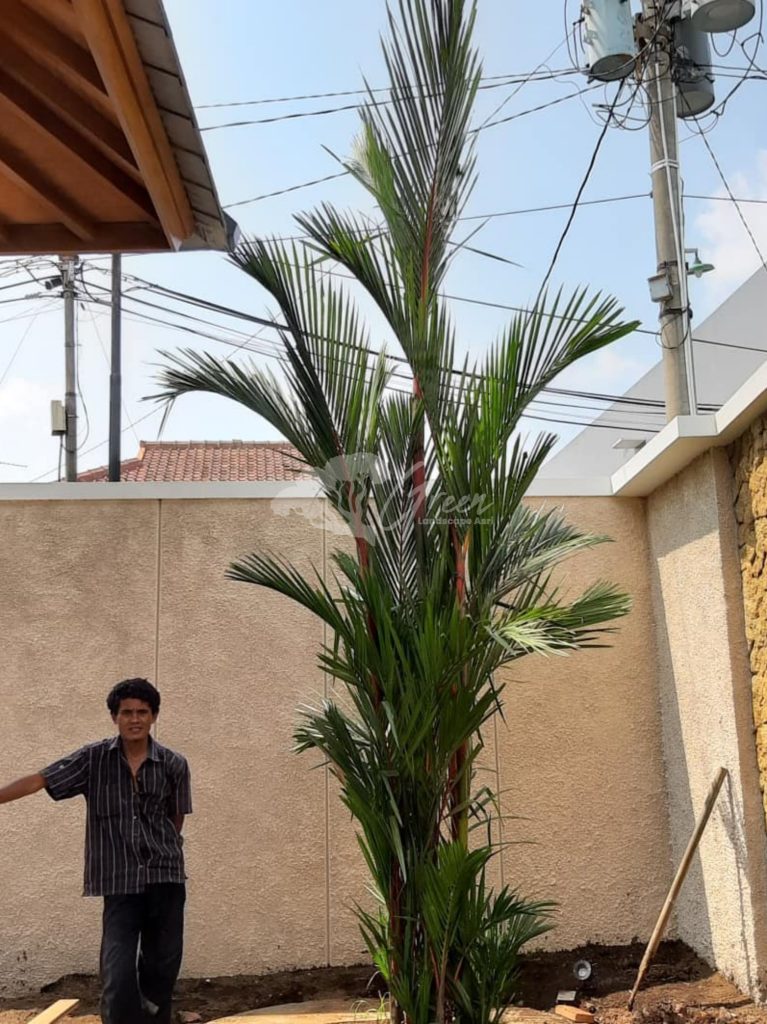 Jual Palem Merah