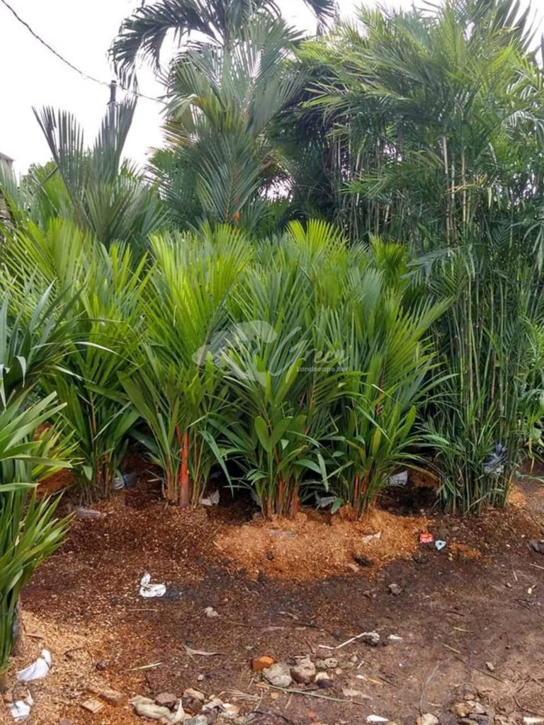 Jual Palem Merah