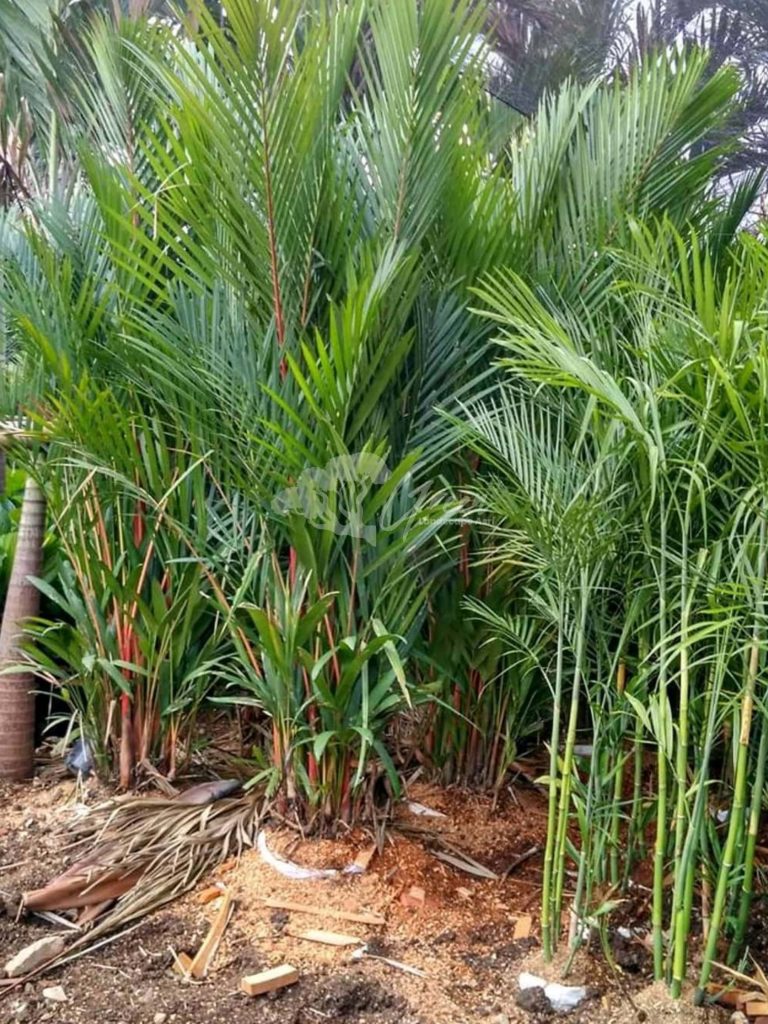 Jual Palem Merah